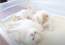 天使のよう♪ 生後三週間の子猫のお昼寝。