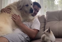 「知らない子がいるよ!?」子猫に怯えるゴールデンレトリバー