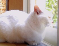 日向ぼっこが気持ち良すぎて…♡ アツアツになっちゃう猫さん