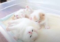 天使のよう♪ 生後三週間の子猫のお昼寝。