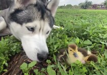 朝のお散歩中に弱ったヒナを発見！心配して見守るハスキー犬。
