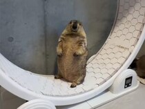 静かなる拒絶？ 回し車の上で棒立ちのマーモットさん。飼い主さんのダンスのお誘いをスルー