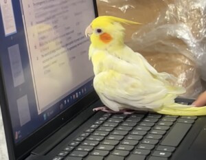 一緒に宿題に取り組んでくれるオカメインコ、真剣にパソコン画面を見つめてる笑