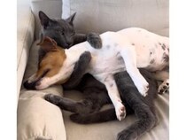 【離さないニャ！】犬さんを両手でギュッ！ 大好きすぎて抱きしめたまま毛づくろいする猫さん