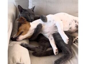 【離さないニャ！】犬さんを両手でギュッ！ 大好きすぎて抱きしめたまま毛づくろいする猫さん