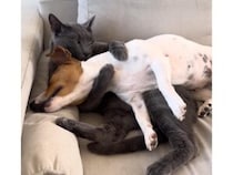 【離さないニャ！】犬さんを両手でギュッ！ 大好きすぎて抱きしめたまま毛づくろいする猫さん