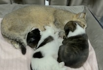「ボクたちのお母さん見つけた！」猫のママにベッタリな子犬さんたち