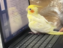 一緒に宿題に取り組んでくれるオカメインコ、真剣にパソコン画面を見つめてる笑