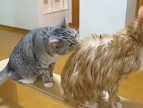 「今はダメだニャ！」お風呂上がりにちょっかいを出して怒られちゃった…それでもお姉ちゃん猫が気になっちゃう弟くん