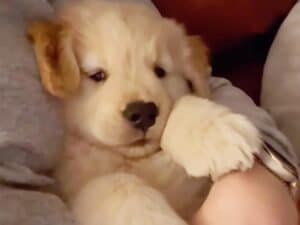 【最高のセラピー】どんな悩みも吹き飛んじゃう？ 飼い主さんの腕をしっかり掴んで眠る子犬さんの安心しきった姿