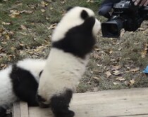 やだ〜恥ずかしいよぉ！ カメラに照れる子パンダさん