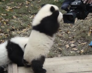 やだ〜恥ずかしいよぉ！ カメラに照れる子パンダさん