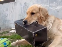 いいもの見つけた！ お気に入りの箱をくわえて離さない、お庭を駆け回る無邪気な犬さん