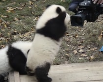 やだ〜恥ずかしいよぉ！ カメラに照れる子パンダさん