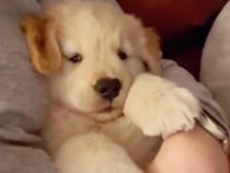 【最高のセラピー】どんな悩みも吹き飛んじゃう？ 飼い主さんの腕をしっかり掴んで眠る子犬さんの安心しきった姿