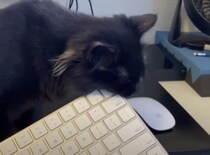 そのマウスは食べられません！ 子猫たちと一緒にお仕事… 集中できる？