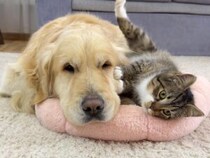 「このベッド猫用なんだけど…」犬さんベッドを占領され、優しく注意してあげる子猫さん