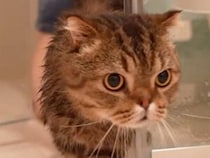 お風呂は苦手だけど食べたい！ 差し出されたおやつに釣られて頑張る猫さん