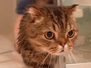 お風呂は苦手だけど食べたい！ 差し出されたおやつに釣られて頑張る猫さん