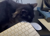 そのマウスは食べられません！ 子猫たちと一緒にお仕事… 集中できる？