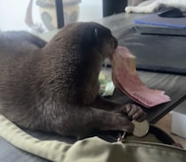お金をカワウソに…… 堂々とした犯行に笑っちゃう！