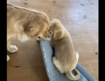 先輩犬「返して！僕のだから！」普段使ってない物でも… 子犬が使うと嫉妬しちゃう
