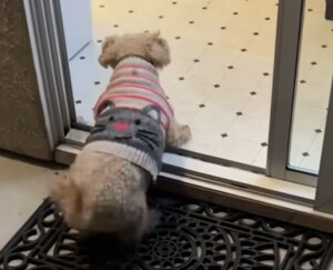 お家に入る前のマナーだワン！ お行儀がいい犬さん。