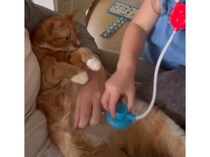 健康診断をはじまーす♪ お医者さんごっこに付き合ってくれる猫さん