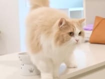 30分の遅れも許さない！「遅いニャ、お腹空いたニャ！」玄関で飼い主を待ち伏せする、時間に厳しい猫さんたち