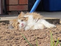 ゴロゴロするのがたまらにゃい！ ポカポカのお昼を楽しむ猫さんたち