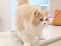 30分の遅れも許さない！「遅いニャ、お腹空いたニャ！」玄関で飼い主を待ち伏せする、時間に厳しい猫さんたち