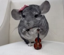 チンチラは物を持つのが得意なんだよ！ 音楽家になりきってみた。