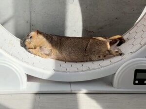 ホイールの意外な使い方！ 走るより眠る派？ フィット感がたまらないマーモットのお昼寝タイム