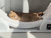 ホイールの意外な使い方！ 走るより眠る派？ フィット感がたまらないマーモットのお昼寝タイム