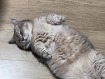 「起きて」は無視！ でも「ご飯」で即起きる猫さんの正直すぎる反応