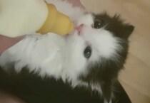 美味しいとパタパタしちゃう？ミルクを飲むと耳が動いちゃう子猫