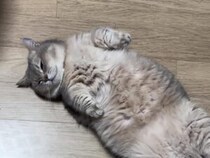 「起きて」は無視！ でも「ご飯」で即起きる猫さんの正直すぎる反応