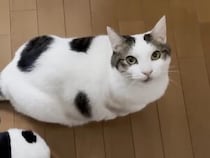 夕食の支度をするお母さんを「お散歩」に誘いたい！ アピールがすごい猫さん