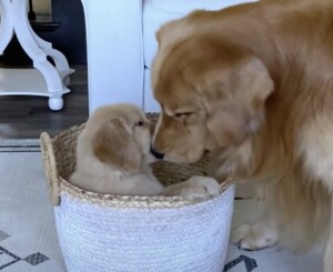 初めましてパパー！ 犬親子の微笑ましい初対面♡