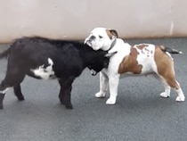 「効かぬ…」子ヤギの攻撃にビクともしないブルドッグ