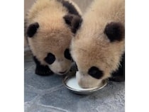ミルクは2つあるのに！ あえて“ぎゅうぎゅう”で飲む、仲良し子パンダさん