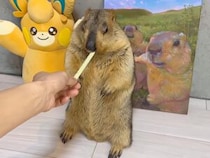 両手でもぐもぐ…「美味しすぎて飛ぶ」マーモットさんの可愛い反応