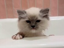 お風呂なんて必要ないもん！ 猛抗議する子猫さん
