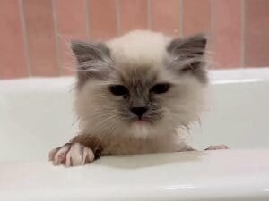お風呂なんて必要ないもん！ 猛抗議する子猫さん