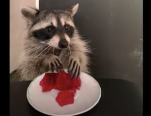 アライグマ「おぉ！プルプルっ!!」初めてのゼリーの感触に大興奮