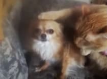 「えっと〜あの、何これ？」猫に頭をナデナデされて困惑するワンコ。