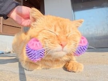 フェイスローラーが猫さんたちに大人気！ 順番待ちが発生するほど大喜び
