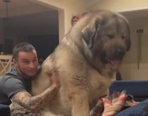 甘えん坊なデカワンコ、飼い主さんの膝の上に座りたい♡