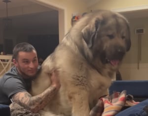 甘えん坊なデカワンコ、飼い主さんの膝の上に座りたい♡