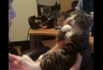 その反応、ちょっと傷つく(笑) キスすると顔を洗い始める子猫。